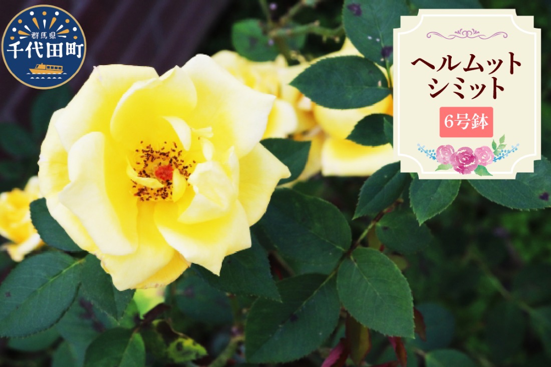 【群馬県千代田】ヘルムットシミット　【バラ】　鉢植え　６号鉢　鈴木ガーデン