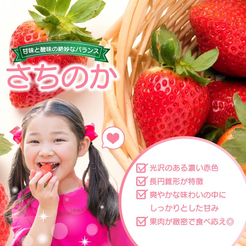 いちご 2kg さちのか 苺 イチゴ ストロベリー 数量限定 徳島県産 ichigo strawberry itigo 1月下旬より順次出荷 徳島県 