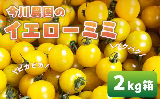 【ふるさと納税】【先行予約】今川農園のミニトマト イエローミミ 2kg 先行予約受付 期間限定 季節限定 野菜 国産 完熟 やさい フルーツ トマト 完熟 千果 ミニトマト イエロー プチトマト イエロートマト プチ お弁当 贈り物 おやつ サラダ 送料無料 産地直送