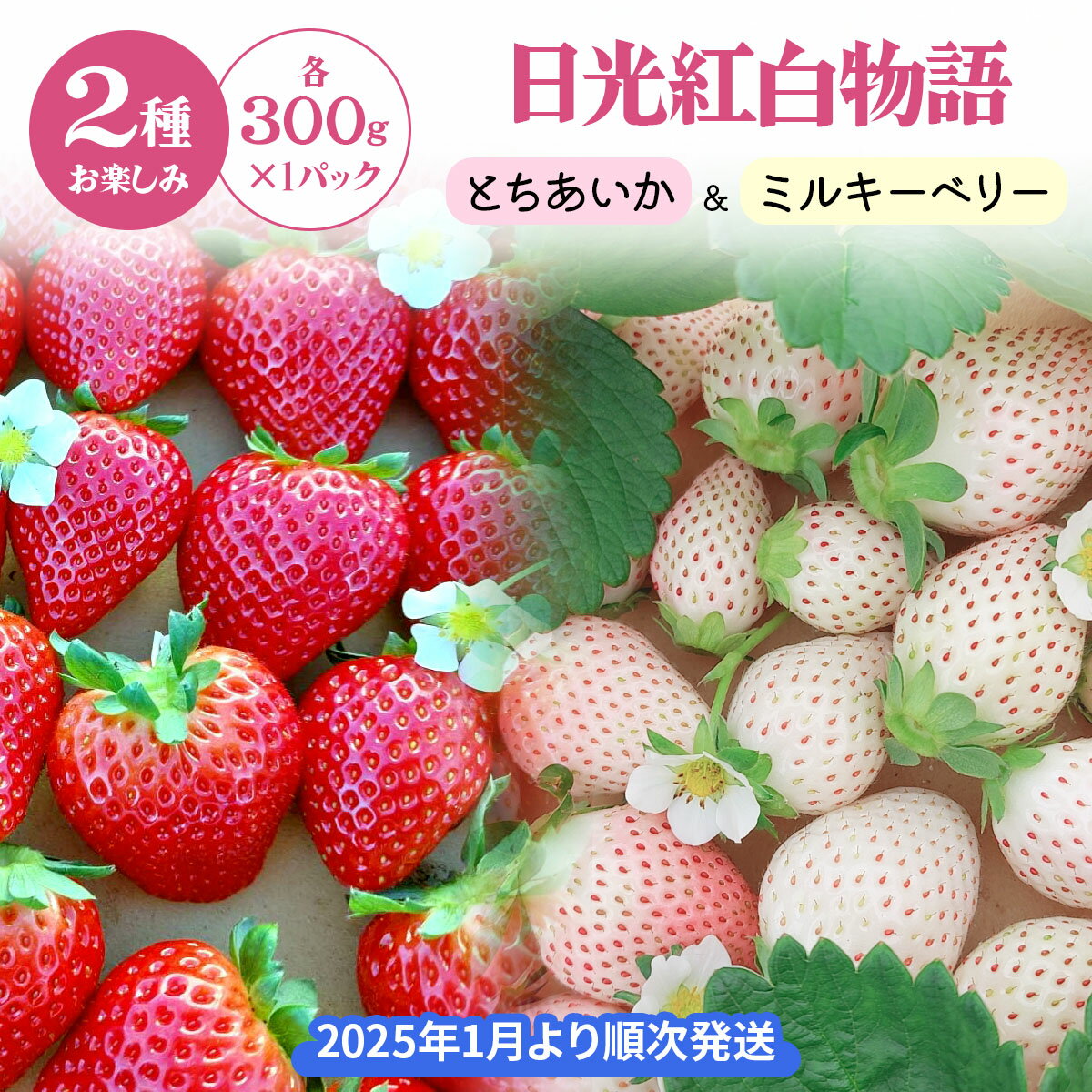 【ふるさと納税】[先行予約] 日光紅白物語「とちあいか＆ミルキーベリー」計300g×2パック [2026年1月上旬より順次発送]｜先行予約 期間限定 とちあいか ミルキーベリー いちご イチゴ 苺 フルーツ 果実 スイーツ 日光市産 栃木県産 産地直送 [0458]
