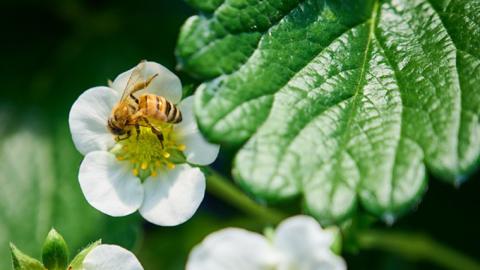 【 2024年1月上旬発送開始 】 完熟 とちおとめ 約280g×2P 国産 いちご イチゴ 苺 [BC025sa]