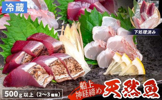 船上 神経締め 天然 鮮魚 詰め合わせ 朝獲れ直送 下処理済み 2~3種入り 500g以上 （2025年5月出荷） 冷蔵 刺身 魚種お任せ 水揚げ 海鮮 魚介 産地直送 新鮮 魚 鮮魚ボックス