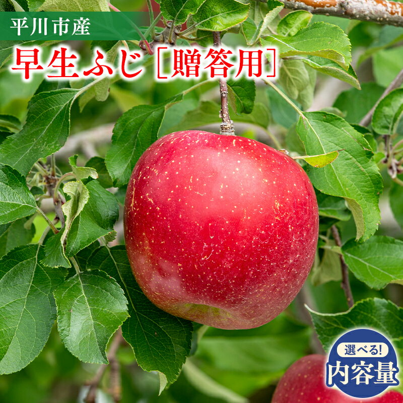 【ふるさと納税】 ≪内容量が選べる≫ 青森県 贈答用 早生ふじ 約3kg 約5kg 10月発送 【 青森県 平川市 今井農園 】青森県産 産地直送 ふじ フジ 早生フジ 早生 りんご リンゴ 林檎 フルーツ 果物 くだもの お取り寄せ グルメ