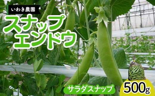 期間限定! スナップエンドウ 三陸山田産【5月中旬～6月中旬発送！】 500g すなっぷえんどう 新鮮 いわき農園 三陸山田 山田町 野菜 有機栽培 無農薬 YD-1086