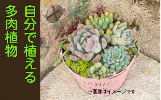 
自分で植える多肉植物/エケベリア系苗※ピンセット付きBセット_1884R
