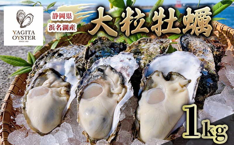 【テレビで紹介されました！】浜名湖産かき大粒むき身1kg（加熱用） 牡蠣 八木田オイスター 海鮮 魚介 国産 浜名湖産 貝付き 生牡蠣 焼き牡蠣 蒸し牡蠣 冷蔵 産地直送