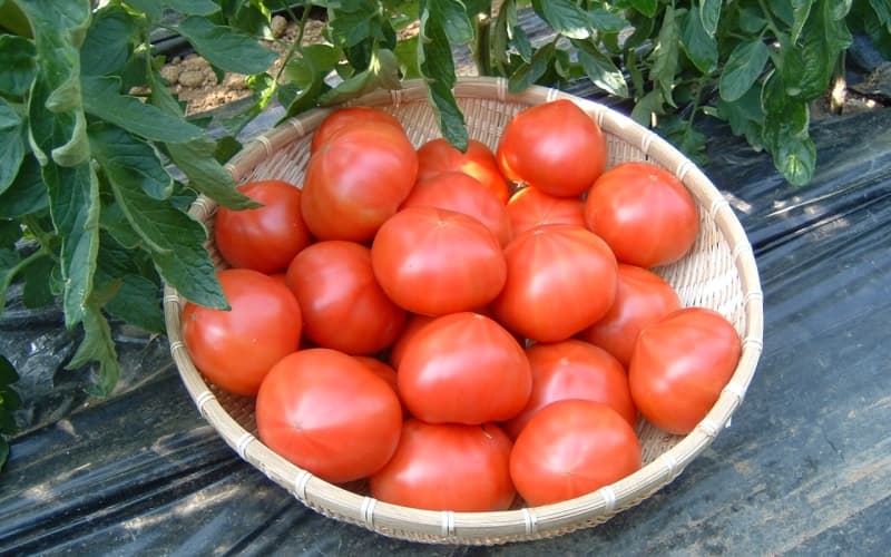 【糖度7度以上！】甘い★麗月トマト2ｋｇ / とまと 野菜 トマト【delf014】