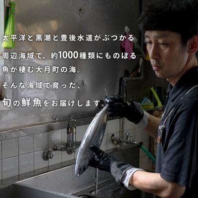 ふるさと納税 大月町 【定期便6回】山田さんちの鮮魚便(奇数月) |  | 02