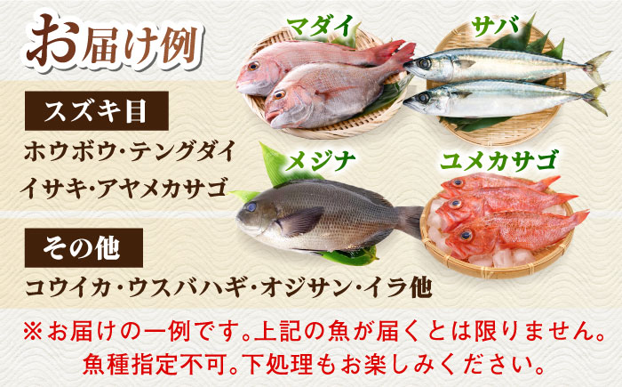 【全4回定期便】【五島列島直送】朝獲れ鮮魚セット2kg 五島市/鯛福丸水産[PDP013]   魚 鮮魚 セット 海鮮 直送 さかな 詰合せ 冷蔵