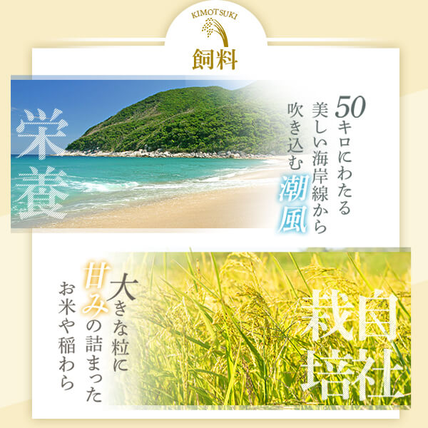 【A91029】＜先行予約受付中！2025年9月より準備が整い次第順次発送＞ 令和7年産 新米 鹿児島県産 なつほのか (5kg)_イメージ3