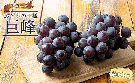 ぶどうの王様 農家直送 朝採り 濃厚 巨峰 約2kg【先行予約】巨峰