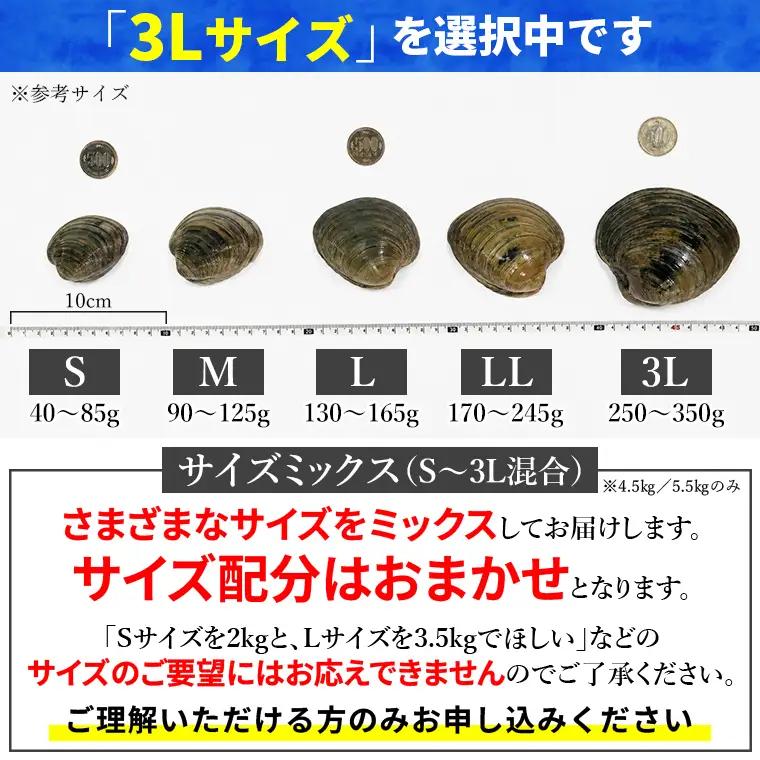 漁師直送！活ホンビノス貝2.5kg（3Lサイズ）