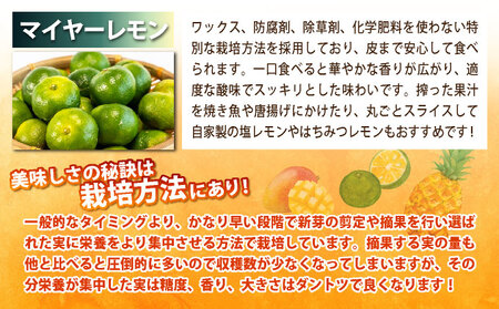 《年6回発送》島のおいしいを贅沢に！大満足のパイナップル4種とマンゴー、マイヤーレモンの定期便