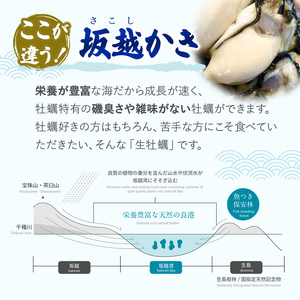  牡蠣 坂越かき 剥き牡蠣 500g×3[ 生牡蠣 かき カキ むき身 剥き身 生食 冬牡蠣 ] 魚貝類 魚介類 