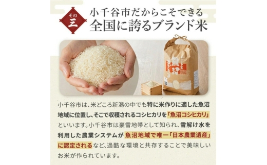 【3か月定期便 魚沼産コシヒカリ 錦鯉デザイン】令和8年産 新米 コシヒカリ 特別栽培米 棚田米 精米 合計15kg（5kg×毎月お届け全3回） 錦鯉発祥の地・小千谷 | 魚沼産こしひかり 魚沼コシヒ