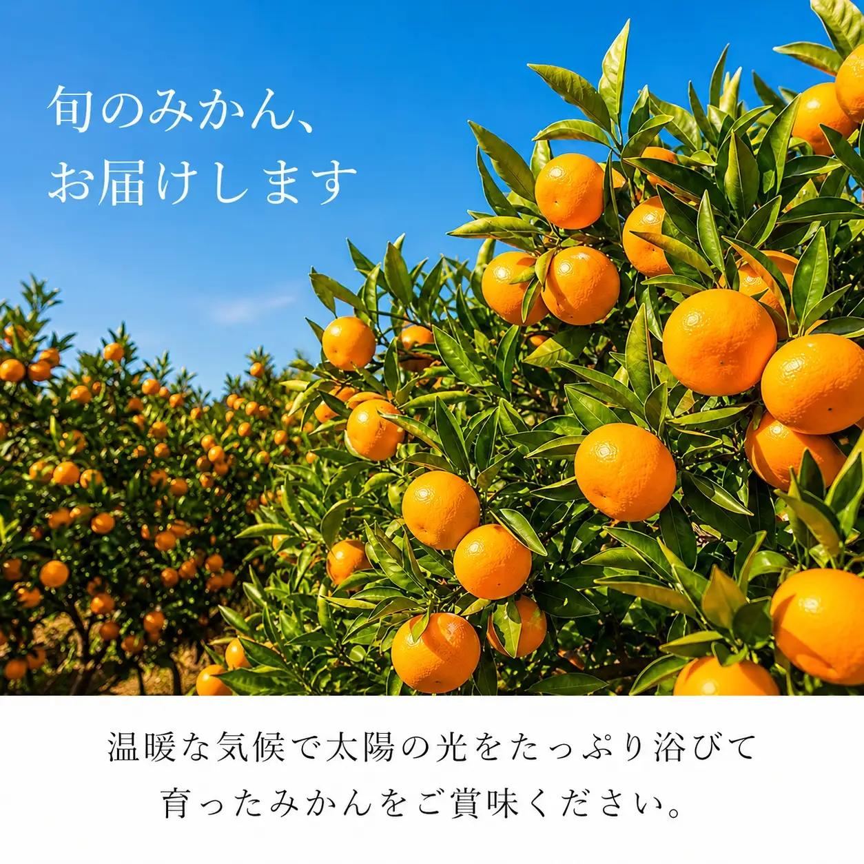 【訳あり・ご家庭用】和歌山有田みかん10kg 2S〜2L サイズ混合【2026年11月下旬～2026年12月下旬頃に順次発送予定】【Z-uot871】