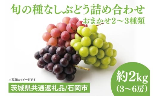 【2026年8月下旬～9月下旬発送】旬の種なしぶどう詰め合わせ　２kg（３～６房）【茨城県共通返礼品/石岡市】【ブドウ 巨峰 ビオーネ 伊豆錦 ゴルビー セット 安芸クイーン フルーツ 果物 くだもの 水戸市 水戸】（MF-2）