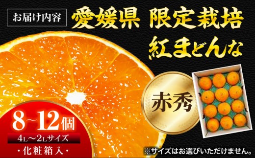 みかん オレンジ フルーツ ミカン 果物 愛媛みかん くだもの 愛媛県産みかん 紅まどんな まどんな マドンナ 紅マドンナ 