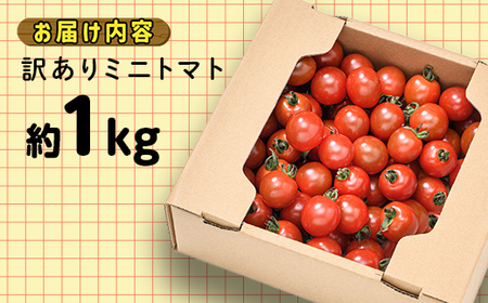 【訳あり】ミニトマト 約1kg (2S～3Lサイズ混合) トマト フルーツトマト 産地直送 甘いトマト 熟成トマト F21W-491