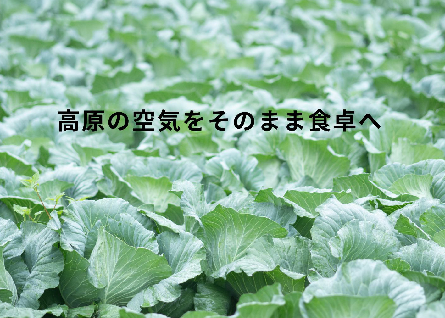 【阿蘇 郷乃舎】阿蘇高原 農家直送こだわり野菜と阿蘇特産品セット お野菜8~10品 ＋ASOMILK のむヨーグルト 野菜ソムリエ上級プロ厳選 ASOMILK のむヨーグルト 阿部牧場 郷乃舎 新鮮 