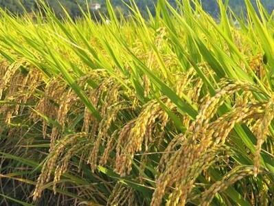 内子からり米　令和7年産ヒノヒカリ（精米5kg×1袋）【北海道・沖縄配送不可】