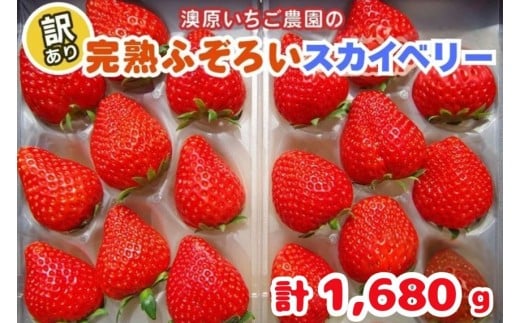 訳あり粒不揃い スカイベリー 1,680g (280g×6P) 《1月上旬～4月の期間で発送》 澳原いちご農園 | いちご 苺 イチゴ フルーツ 果物 産地直送 栃木県産