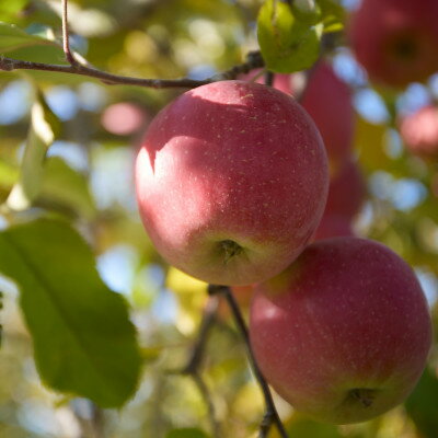 【ふるさと納税】【訳あり】長野県高山村産　サンふじ　5kg【1691665】
