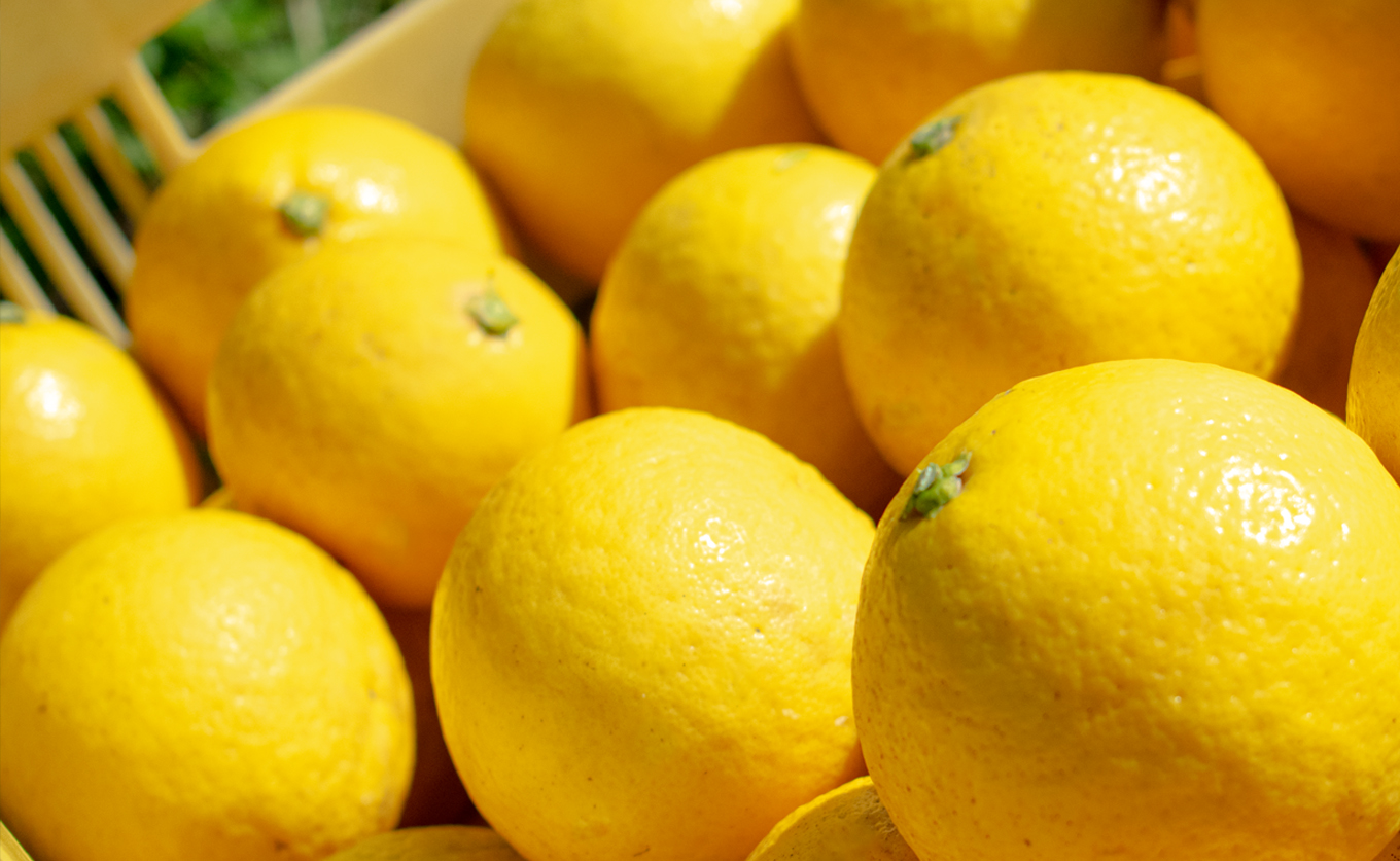 甘口 小夏 3kg 家庭用 日向夏 ニューサマーオレンジ 柑橘 みかん ノーワックス こなつ くだもの 果物 産直 旬の果物 お取り寄せ 産地直送 フルーツ 爽やか スッキリ 甘い 高知県 大月町産 