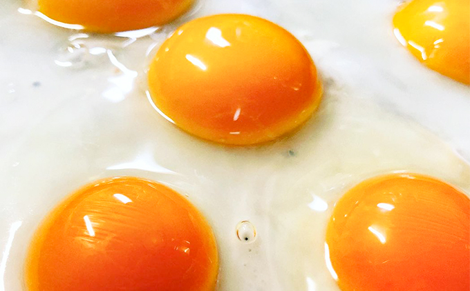 【定期便】土佐ジローたまご（1箱25個入）×12回　約3週間毎に1回