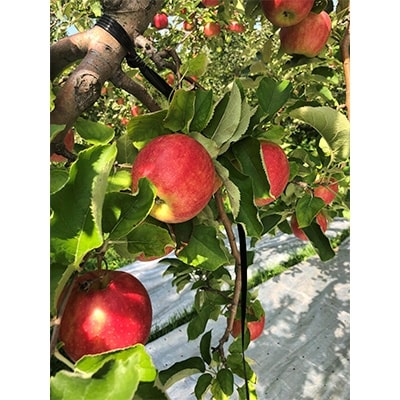 【訳あり】 りんご 葉とらずつがる 家庭用 約10kg (28玉～40玉)  _A3-829【配送不可地域：離島】