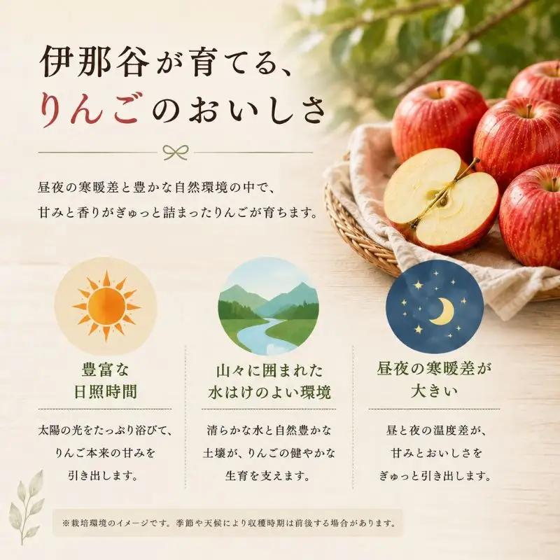 りんご 長野 贈答用 サンふじ 約3kg りんご