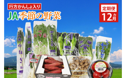 AE-23 『行方かんしょ』入り【12ヶ月定期便】JAなめがたしおさい 季節の野菜セット（毎月1回 計12回発送）