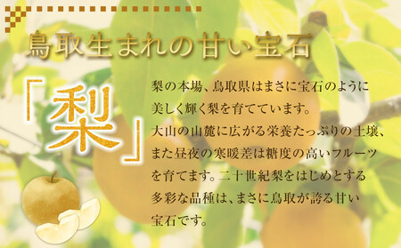 【先行予約】王秋梨 秀 約4kg（4～13玉前後）※2026年10月下旬～12月上旬頃に順次発送予定 【梨 なし 果物 フルーツ くだもの 鳥取県産 北栄町 おすすめ 人気】