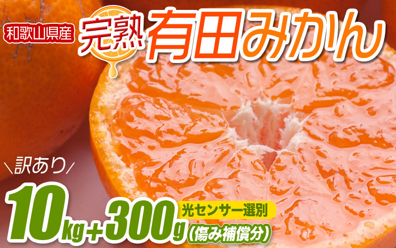 
家庭用 濃厚みかん約10kg+300g（傷み補償分）【わけあり・訳あり】【光センサー選果】 / 和歌山 ミカン オレンジ 柑橘 フルーツ 果物 くだもの 旬 有田みかん※北海道・沖縄・離島配送不可【ikd709】
