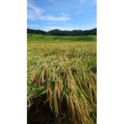 ふるさと納税 村上市 【令和7年産米】新潟県岩船産　棚田米コシヒカリ12kg　B4107 |  | 02