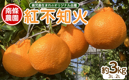 紅 不知火 (3L・2L) 約3kg しらぬい みかん ミカン 蜜柑 柑橘 果物 くだもの フルーツ 【南條農園】nannjyo-1440