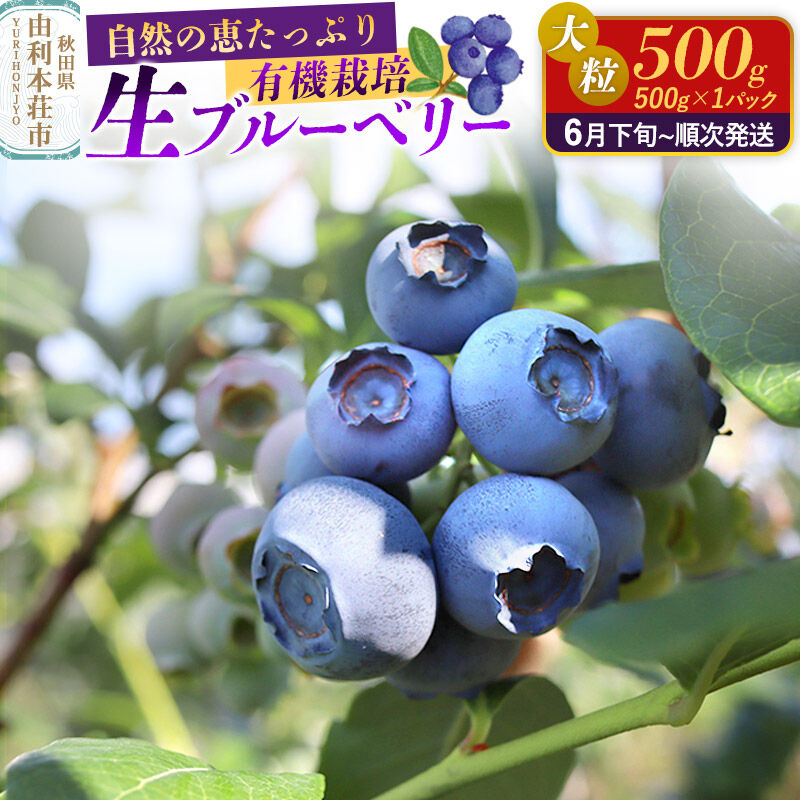 《先行受付》田口農園 秋田県産 大粒 ブルーベリー 生 500g×1パック【6月下旬から順次発送】 [ブルーベリー 有機栽培 生 新鮮 安心 安全 大粒 甘い あまい おいしい 美味い 秋田県 由利本荘市 田口農園]