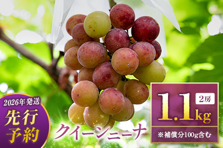 2027年出荷 ぶどう クイーンニーナ 1kg 果物 フルーツ B684-27