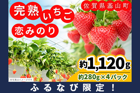 【ふるなび限定】【新農場オープン記念】【先行受付 2026年1月より発送】恋みのり(約280g×4P) K100018 FN-Limited-PR