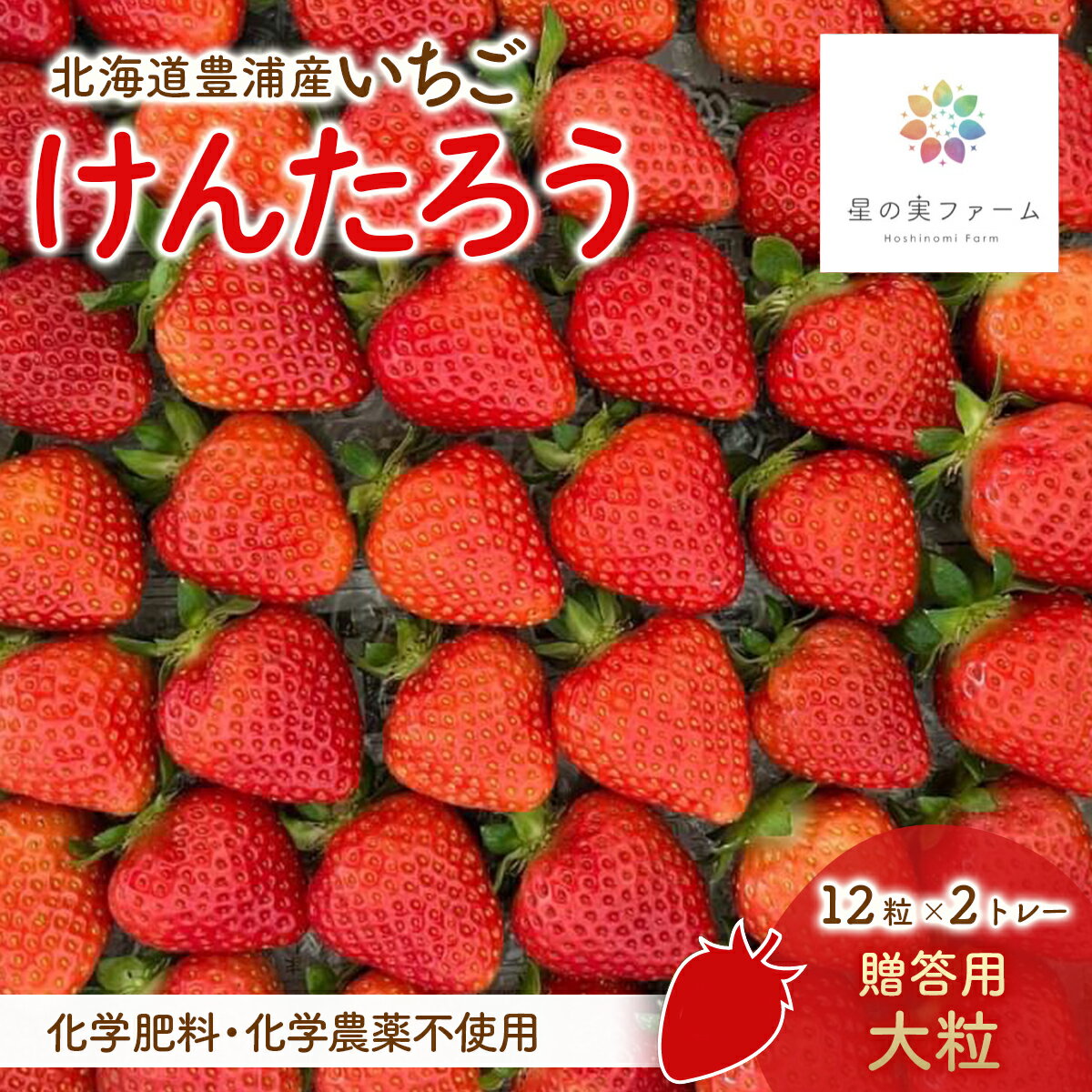 【ふるさと納税】【2026.4月下旬以降順次出荷】贈答用いちご（大粒）　12粒2トレー 【 ふるさと納税 人気 おすすめ ランキング 果物 いちごイチゴ 苺 けんたろう パック 贈答用 北海道 豊浦町 送料無料 】 TYUW006