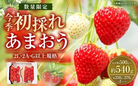 今季初採れ あまおう 2パック 約500～540g 【数量限定】 【2026年12月上旬～2027年1月下旬発送予定】 苺 いちご 果物 果実 フルーツ 国産 九州 福岡県 香春町 冷蔵