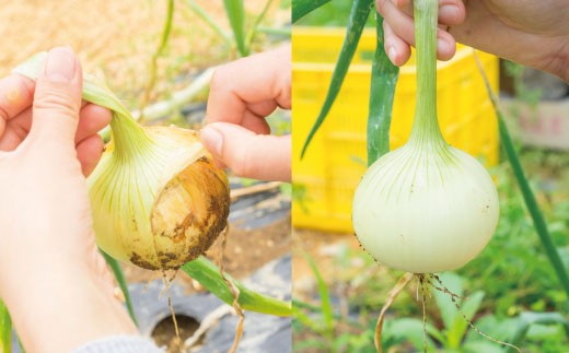 EA03 【自然栽培】計6kg 安心安全♪自然栽培玉ねぎ-3