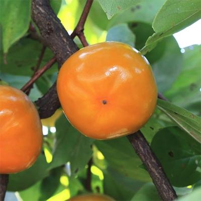 ふるさと納税 広川町 【秋の美味】和歌山の濃厚平たねなし柿　秀品　約7.5kg　※2025年10月上旬頃よりお届け |  | 02