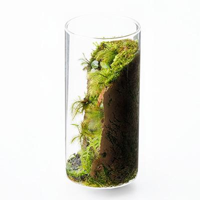 ふるさと納税 豊川市 いやしの苔テラリウム筒 |  | 02
