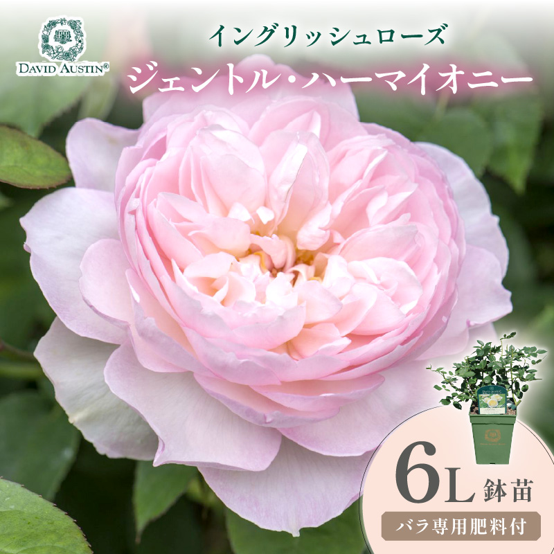 【イングリッシュローズ】デビッド・オースチン ジェントル・ハーマイオニー 6L鉢苗（バラ専用肥料付）【025D-041】