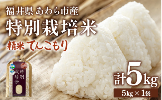 【令和7年産】化学肥料不使用 特別栽培米 てんこもり 精米 5kg / 白米 米 福井県あわら市産 美味しい 特別栽培米 減農薬 安心な米 旨味 甘み もっちり 冷蔵保管米 [aw010-a031]