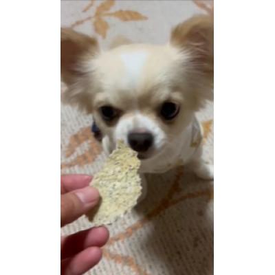 ふるさと納税 海南市 REICAFEのイタリアンシェフが　愛犬のために自然素材で手作りしたおやつ　しらすせんべい　5p |  | 01