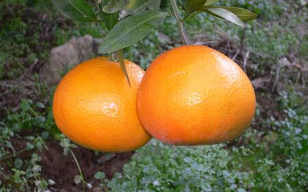 【先行予約】【数量限定】JAにしうわ みつる共選 伊予柑 約10kg ※離島への配送不可（2026年1月上旬より順次発送予定） 【 みかん ミカン 伊予柑 いよかん 果物 】 IKTBC007