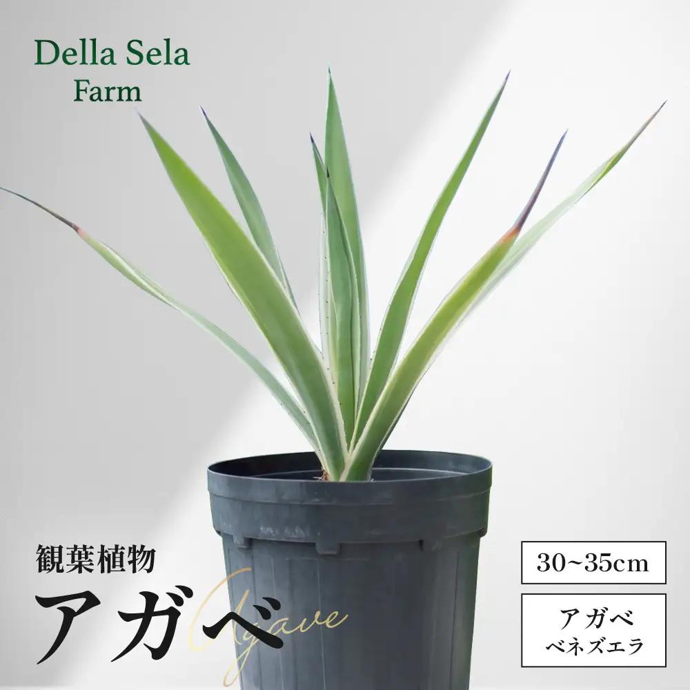 アガベ 約30cm～35cm/白閃光(ハクセンコウ) DS-3｜多肉植物 観葉植物 ガーデニング インテリア モダン 北欧風 国産 育てやすい 送料無料 鹿児島県 南大隅町 株式会社デラセーラ