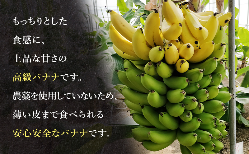 幻の品種 グロスミッシェル種 千葉市産 バナナ 1kg 定期便（4回）1月～4月出荷 果物 フルーツ 千葉市